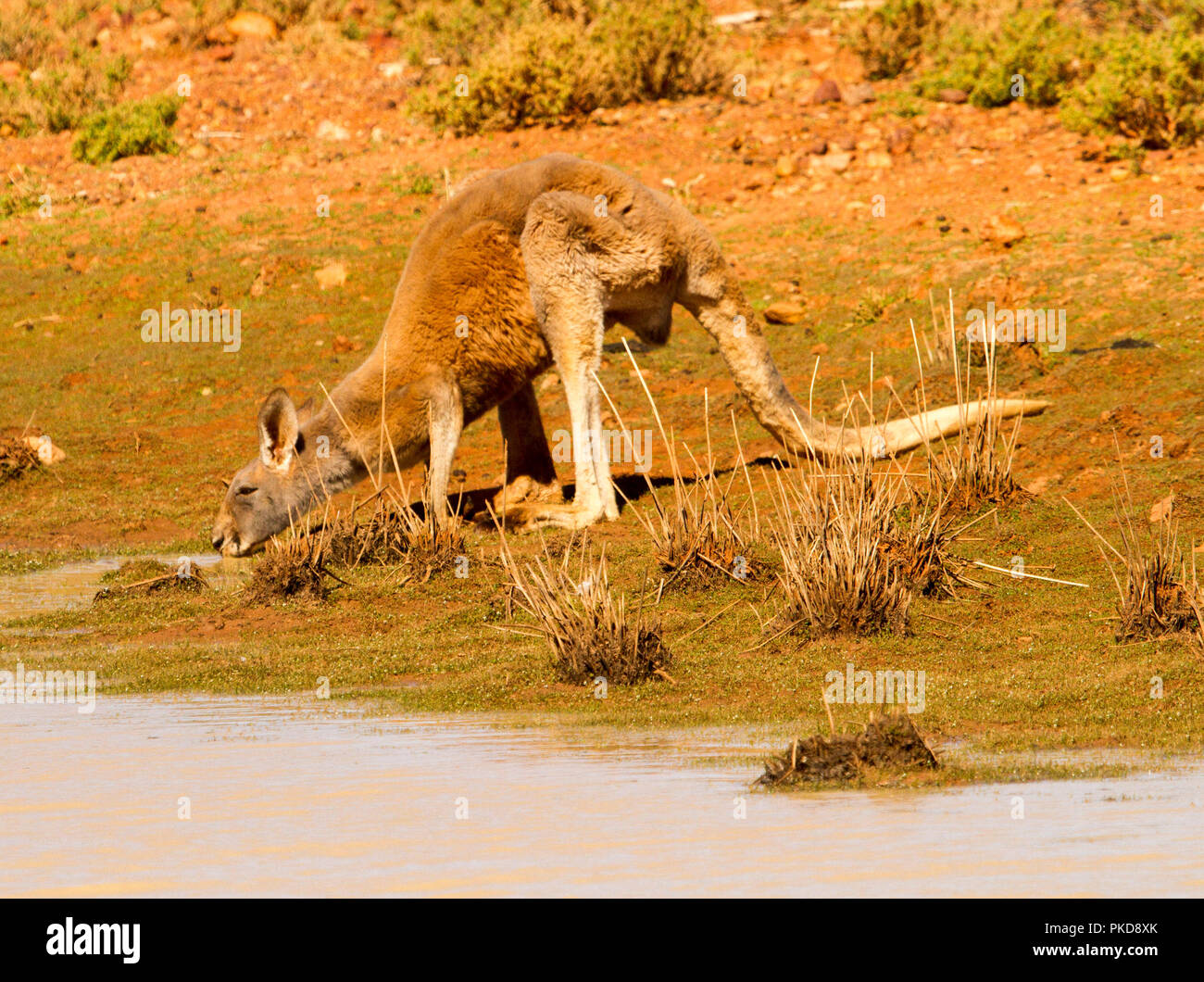 Red kangaroo, Macropus rufus, camouflaged against  red soil and drinking from waterhole during drought near Cunnamulla in outback Queensland Australia Stock Photo