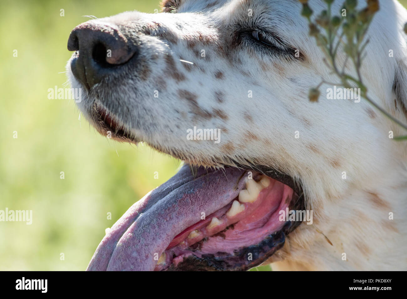 Profile view of Pointer dog head with tongue out Stock Photo