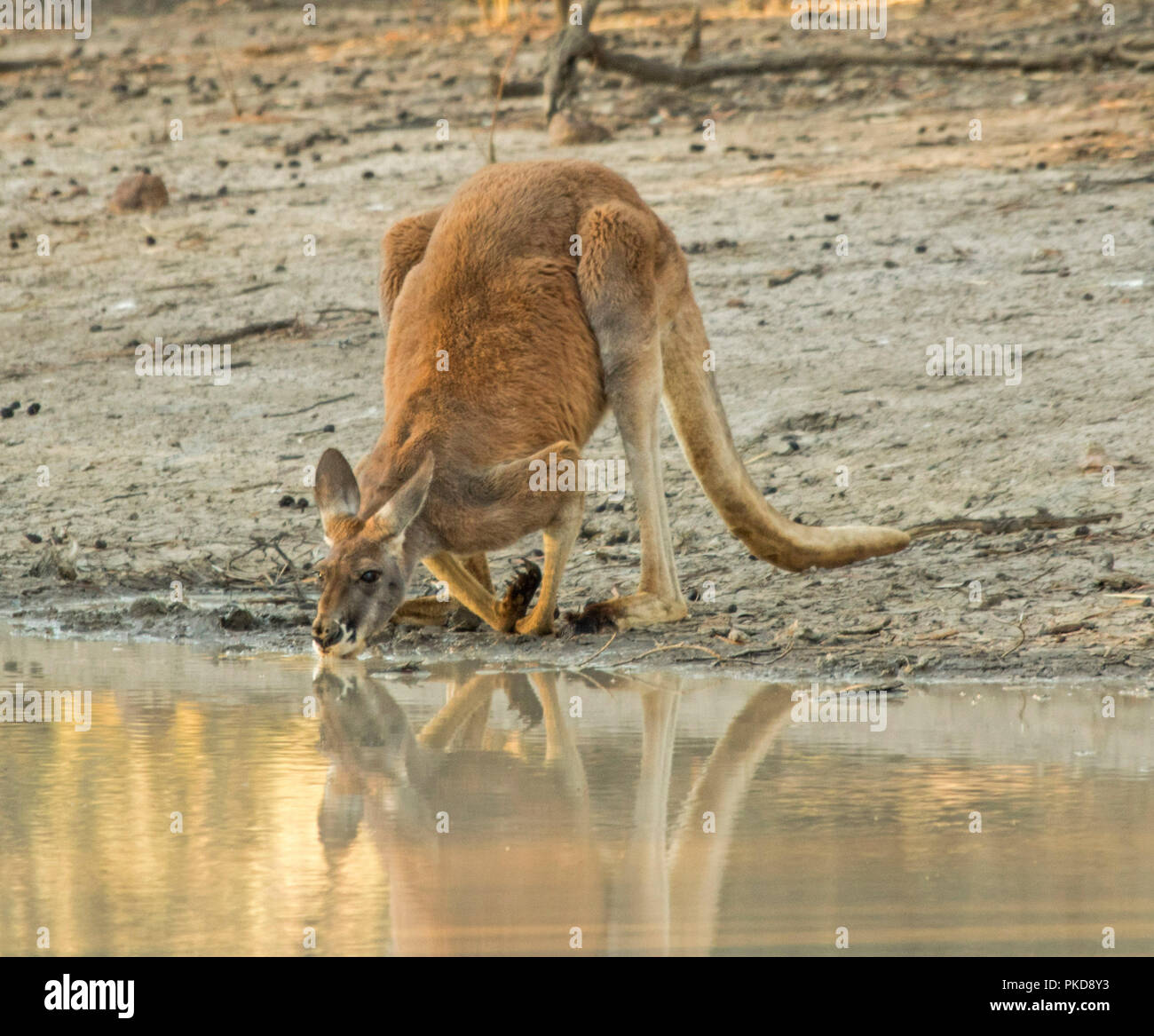 Kangaroo Drinking High Resolution Stock Photography and Images Alamy