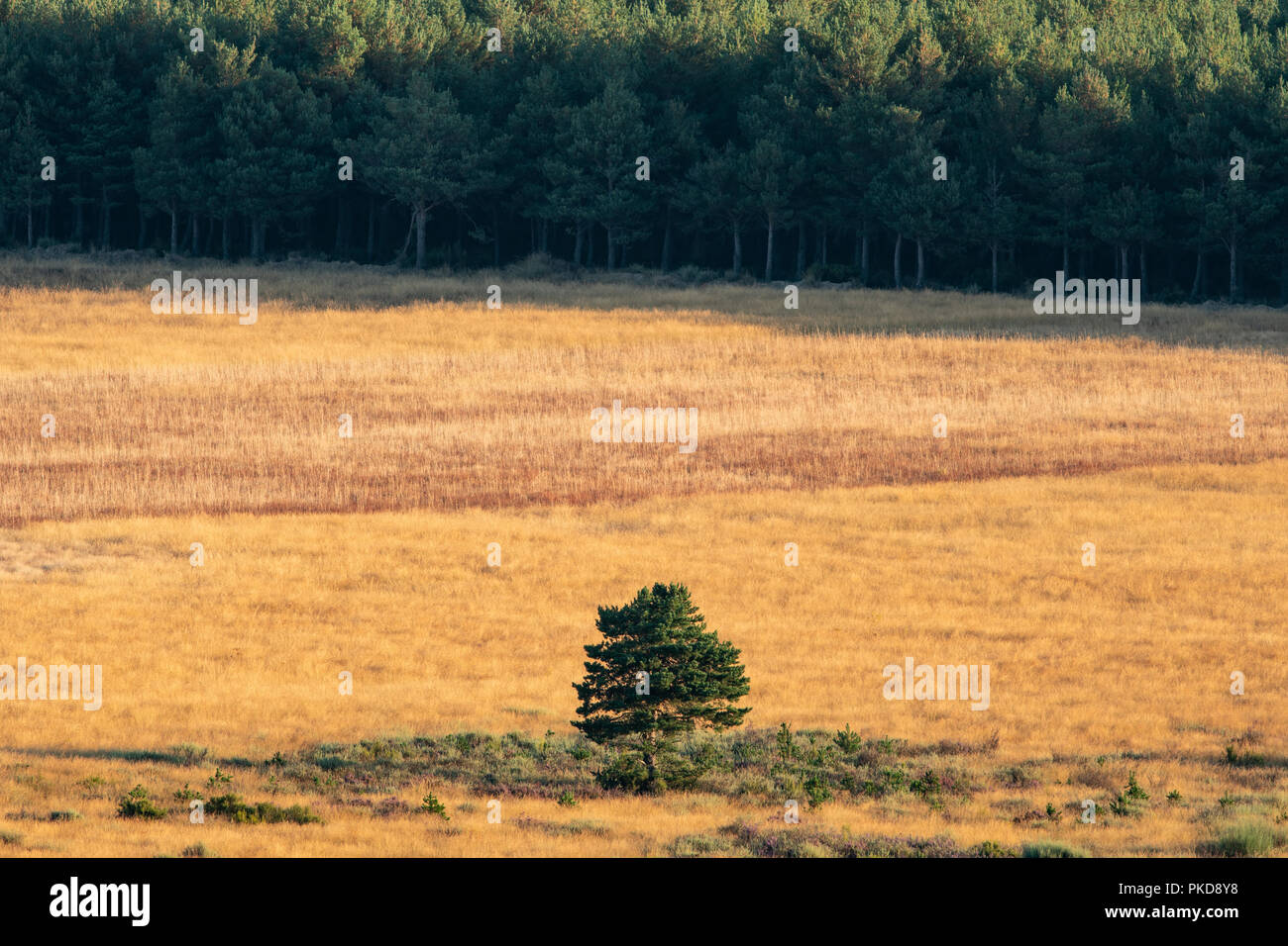 Isolated tree in cultivated land near pine tree forest Stock Photo