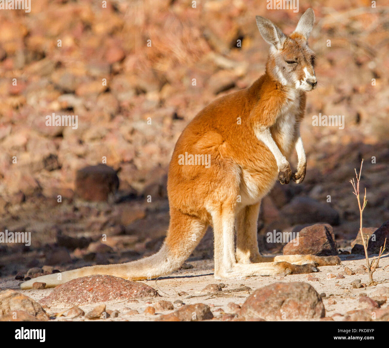 Young red kangaroo, Macropus rufus,with vivid red fur on barren red soul of Australian outback during drought at Culgoa Floodplains National Park, Qld Stock Photo