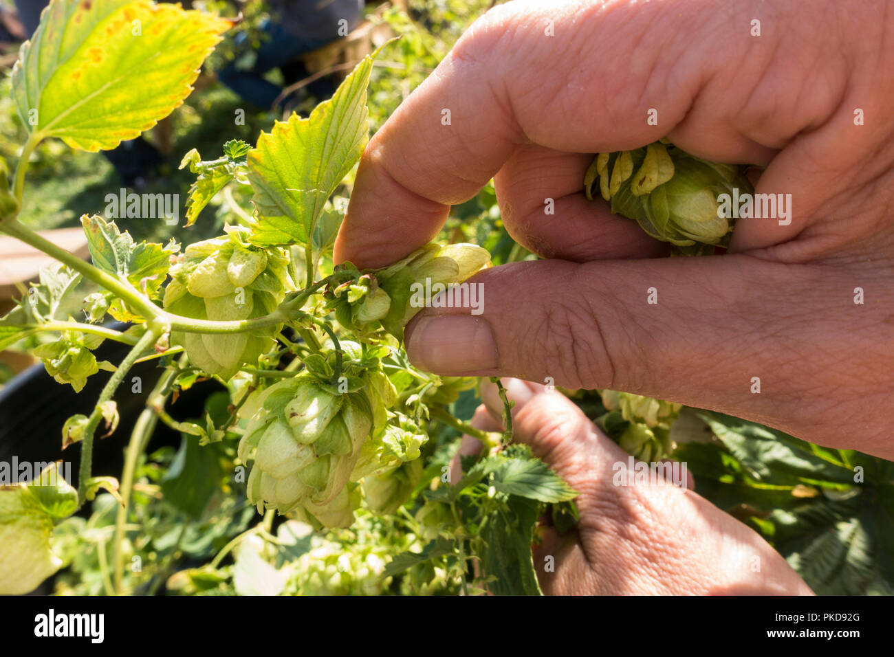 Hand picking hop flowers, hops, Netherlands. Stock Photo