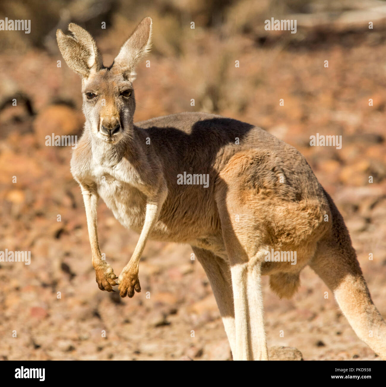 Red kangaroo, Macropus rufus, on barren red soul of Australian outback during drought, staring at camera, at Culgoa Floodplains National Park, Qld Stock Photo