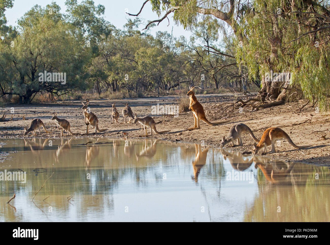 Red kangaroos at Nebine Creek at Culgoa Floodplains National Park, Qld Stock Photo