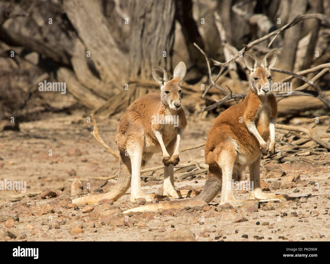 Two beautiful brightly coloured red kangaroos (Macropus rufus) in the Australian outback  during drought at Culgoa Floodplains National Park, Qld Stock Photo