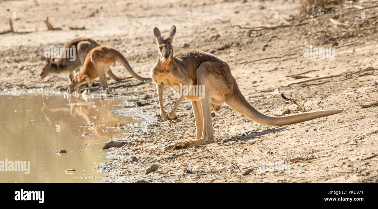 Panoramic view of red kangaroos, large male beside outback waterhole staring at camera and two drinking from muddy water during Australian drought Stock Photo