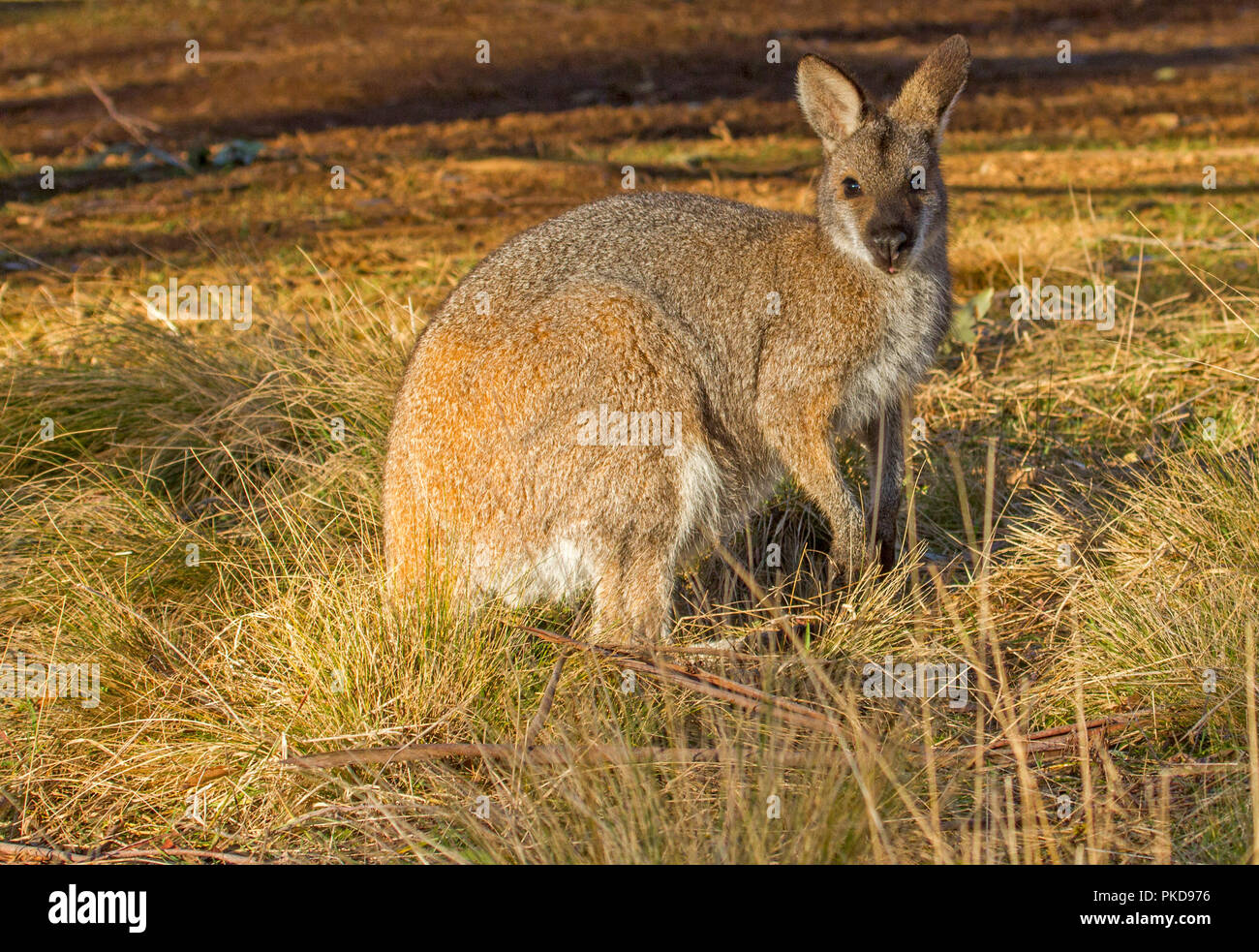 Australian red-necked wallaby, Macropus rufogriseus, among golden grasses, alert and staring at camera at Barrington Tops National Park in NSW Stock Photo