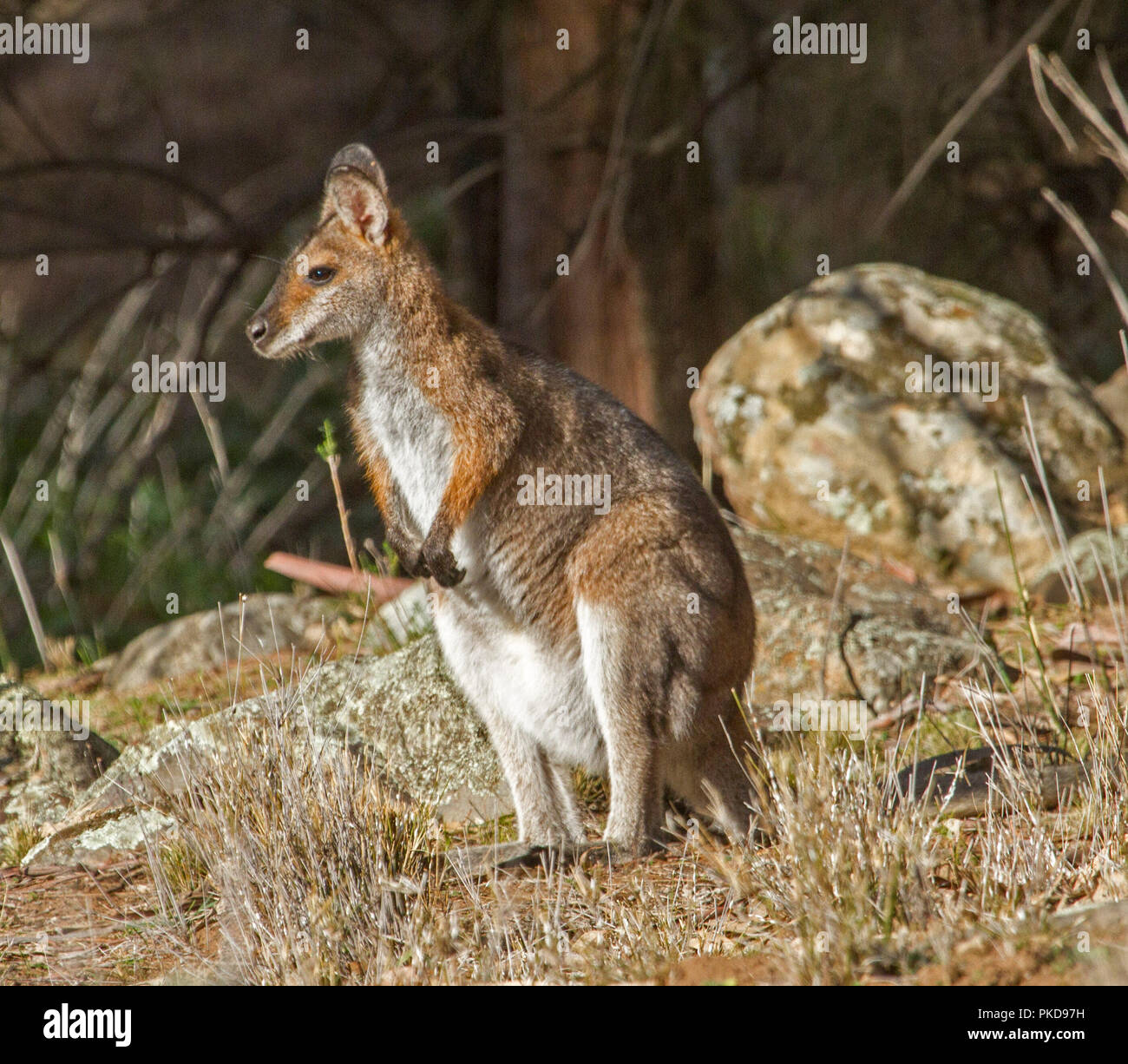 Female Australian red-necked wallaby, Macropus rufogriseus in the wild among boulders at Warrumbungle National Park NSW Stock Photo