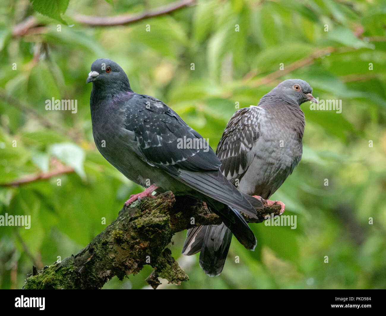 Look both directions hires stock photography and images Alamy