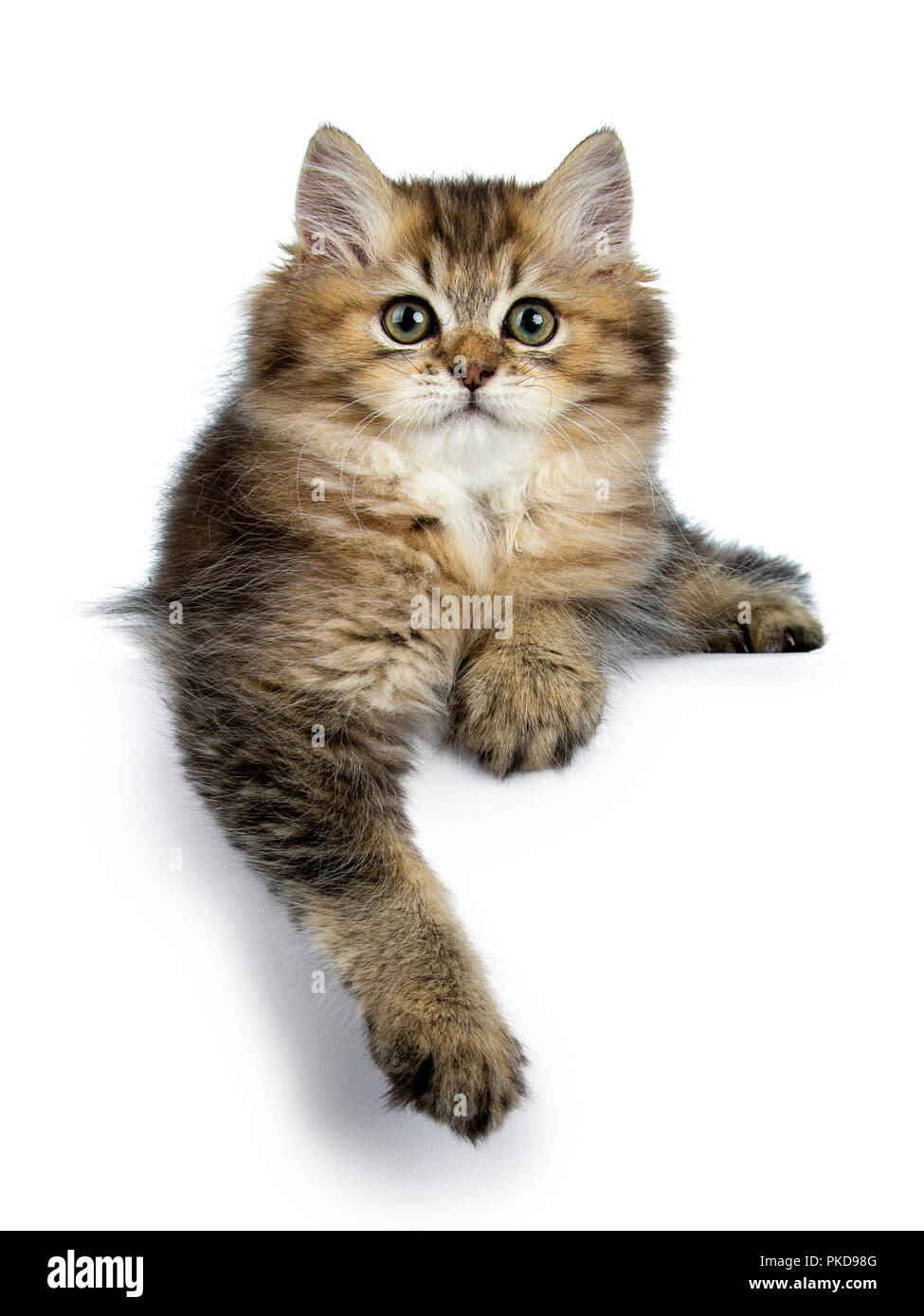 Fluffy British Longhair cat kitten laying down with paw hanging over