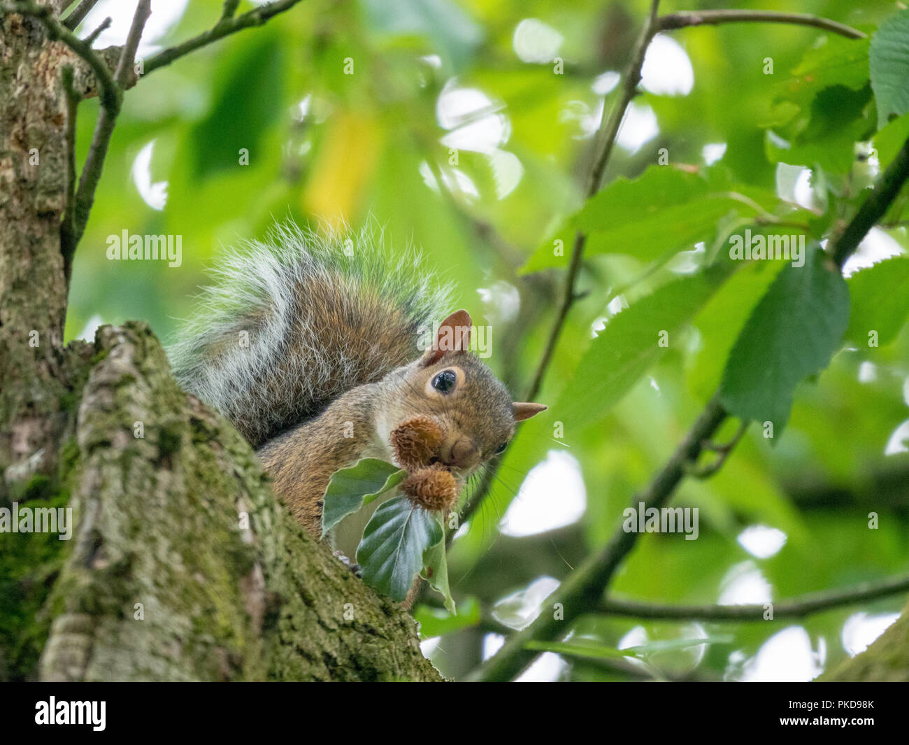 A grey squirrel gathering beechnuts up a tree in a park in Manchester, UK Stock Photo