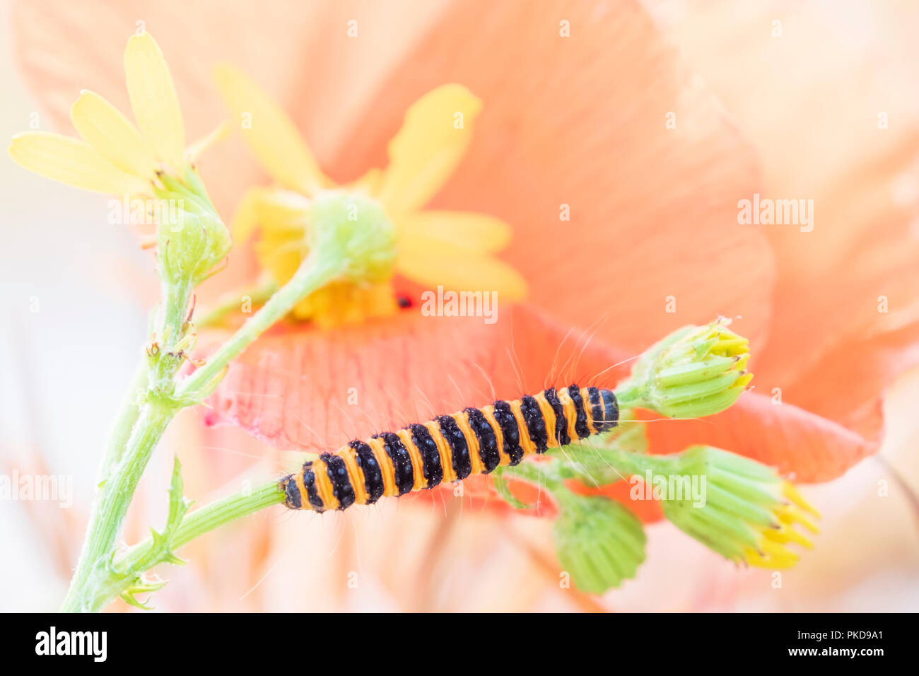 colorful close up shot of a black yellow striped caterpillar among the flowers and plants Stock Photo