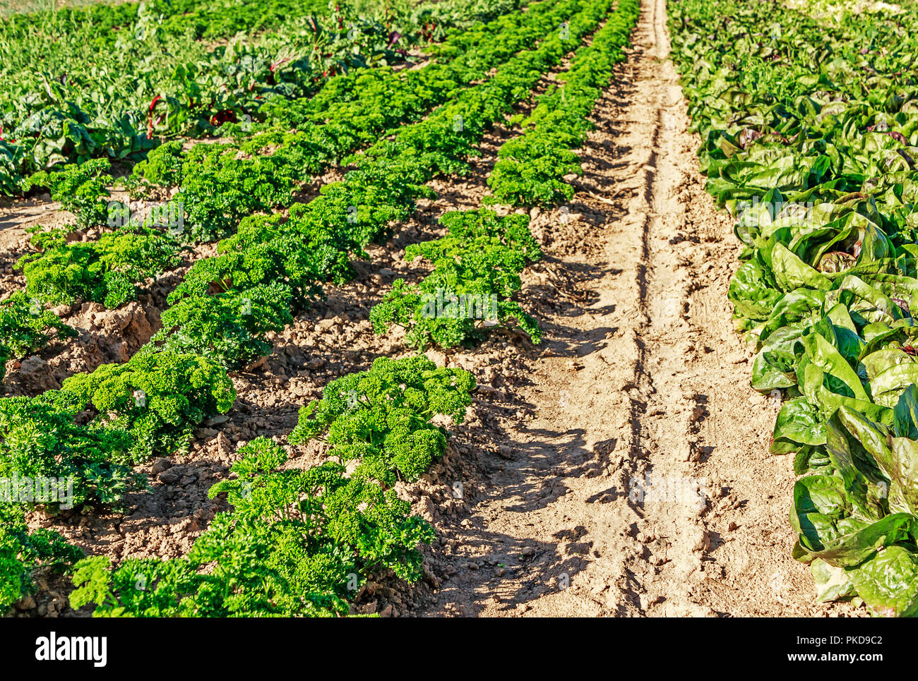 Organic farming in Germany - field with long rows of parsley and lettuce plants. Stock Photo