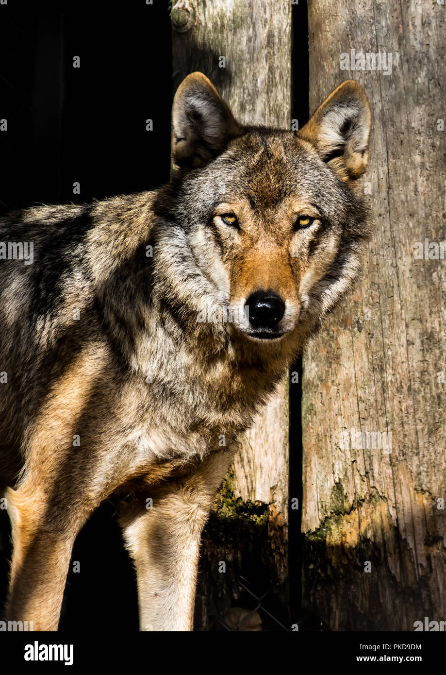 Wolf alpha hires stock photography and images Alamy