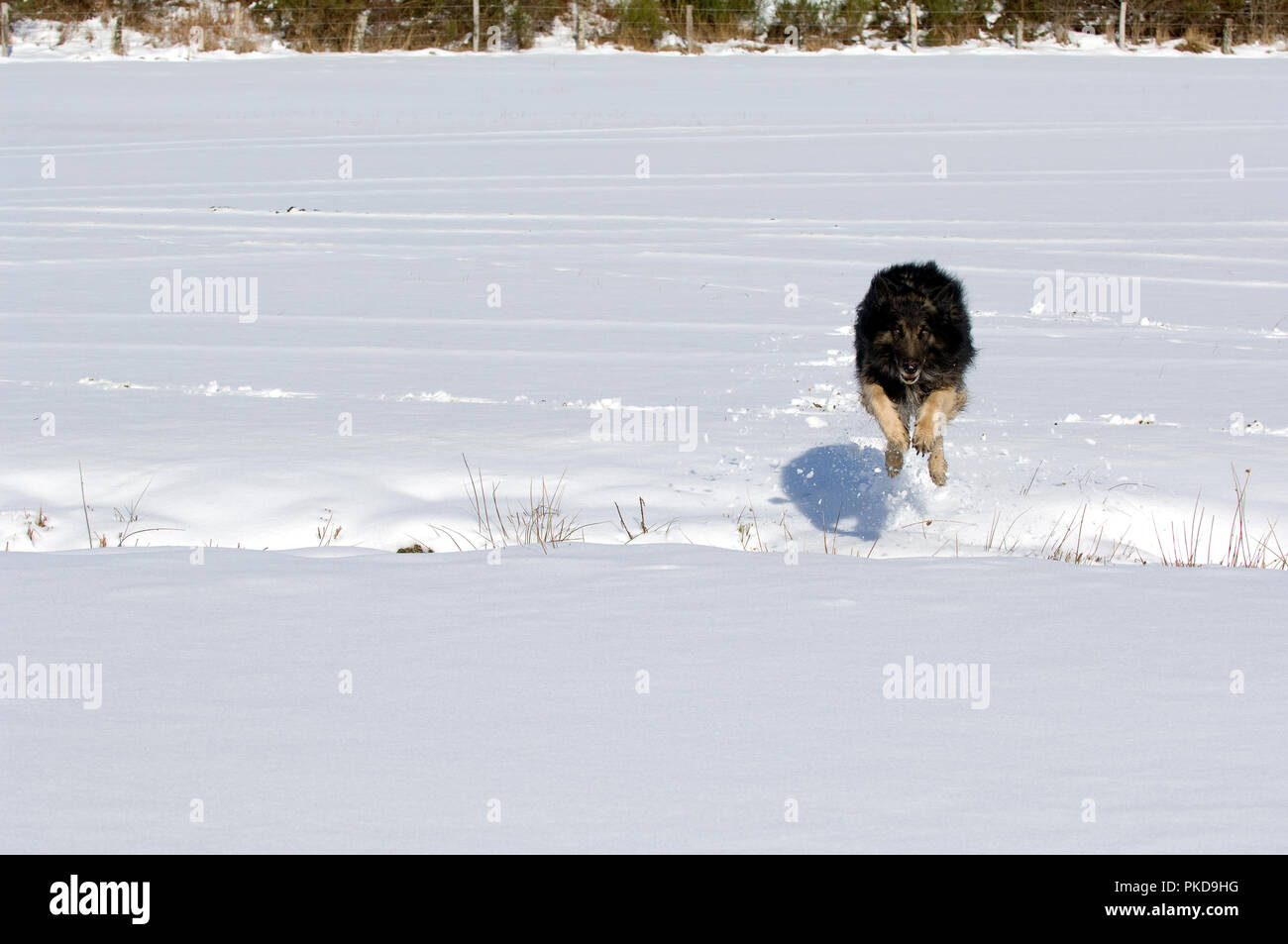 Berger Belge - Tervuren - Belgian shepherdog Stock Photo
