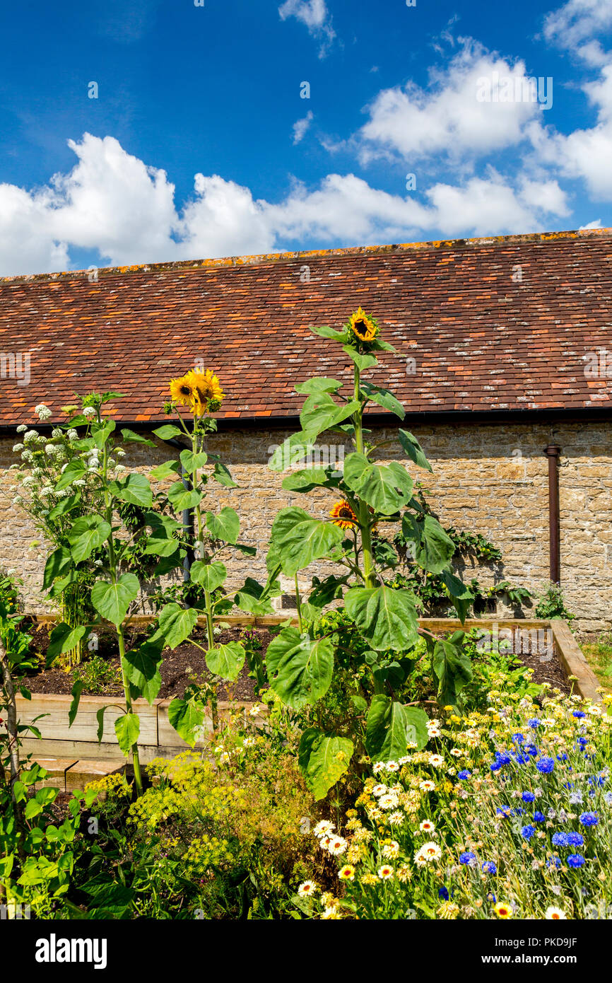 Raised beds full of flowers and vegetables in the kitchen garden at the Hauser & Wirth Gallery, Durslade Farm, Bruton, Somerset, England, UK Stock Photo