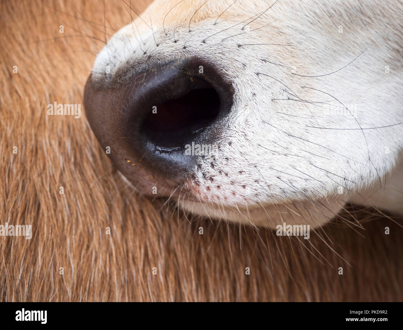 Close up of a Jersey calf nose against the flank of another calf Stock Photo