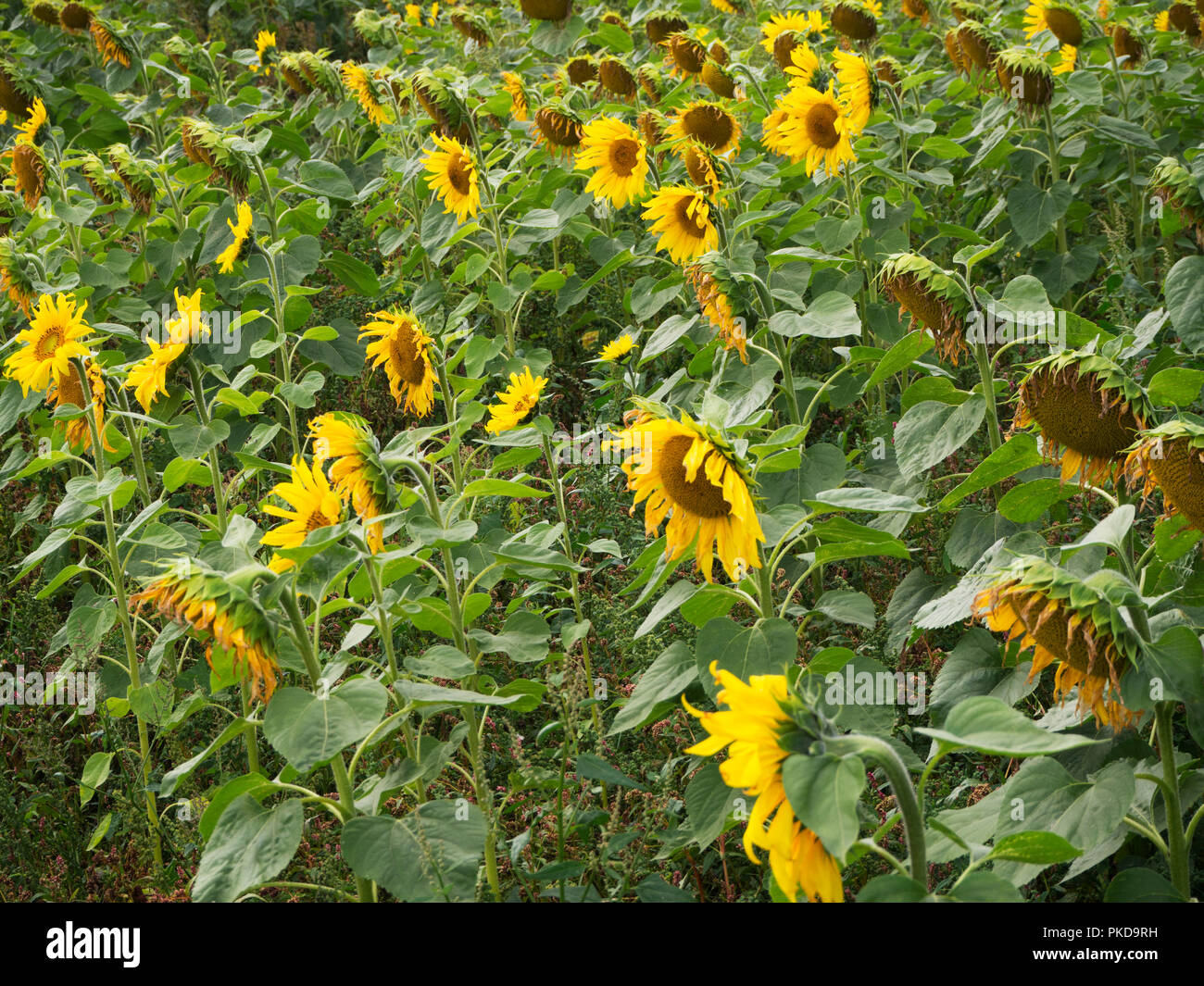 Field of sunflower plants in bloom Stock Photo Alamy