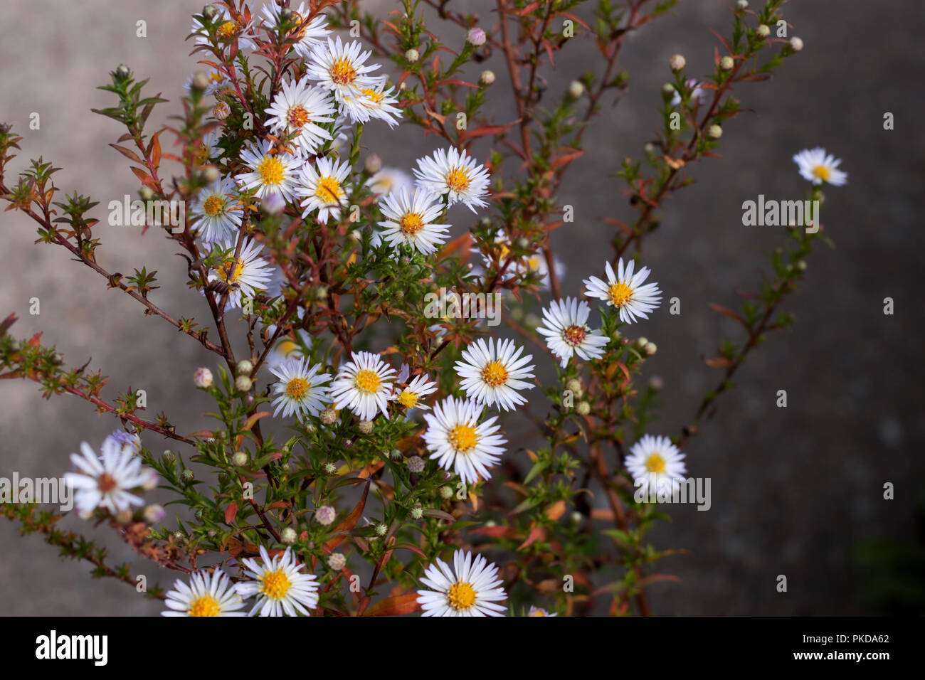 Chamomile in the field hi-res stock photography and images - Alamy