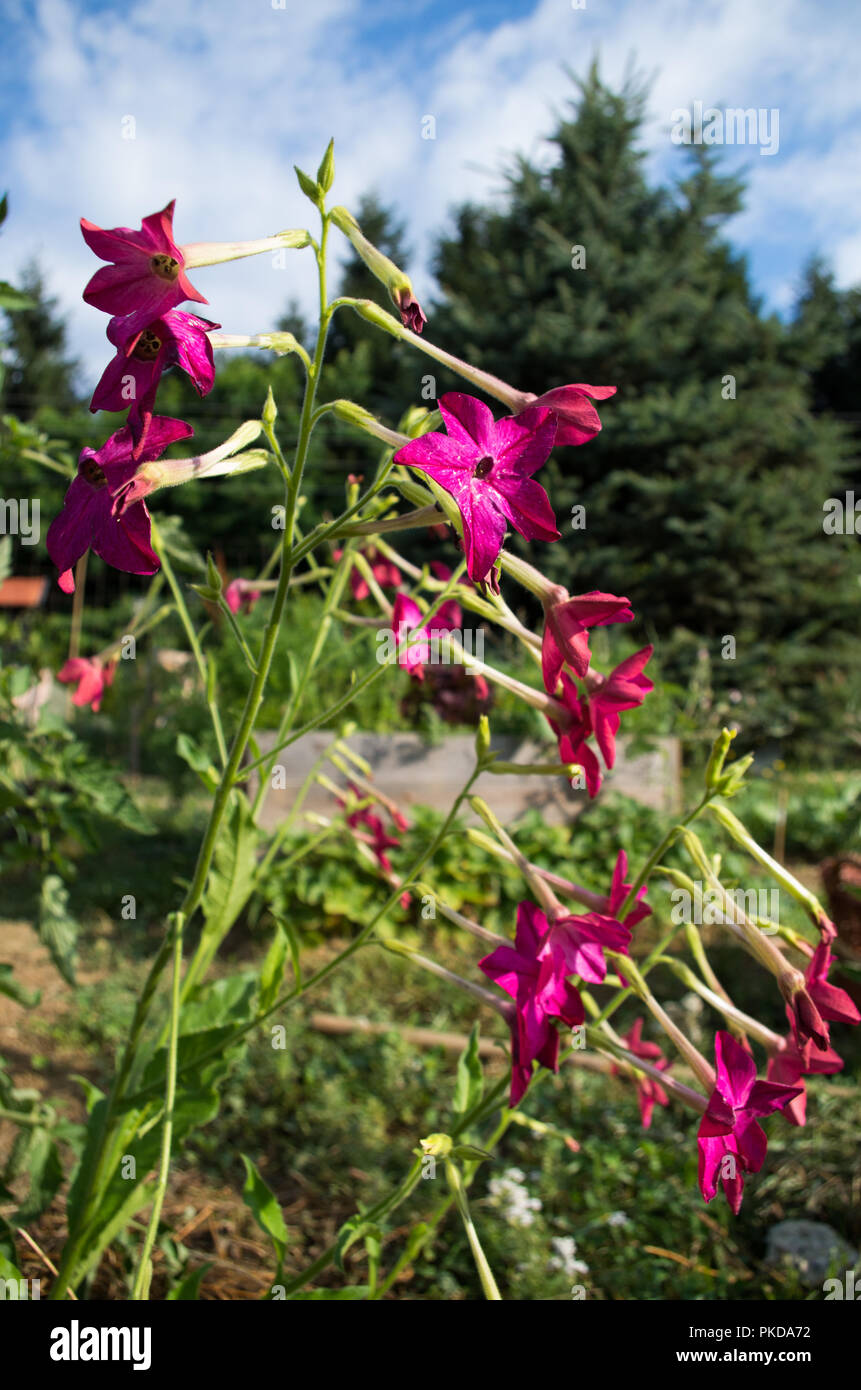 Wild Tobacco Flowers Stock Photo
