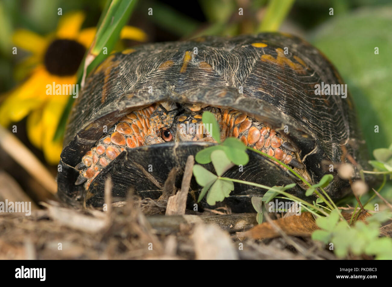 Eastern box turtle :: Terrapene carolina carolina .  Box turtles are listed as a threatened species, on CITES Appendix II. Collection for the pet trad Stock Photo