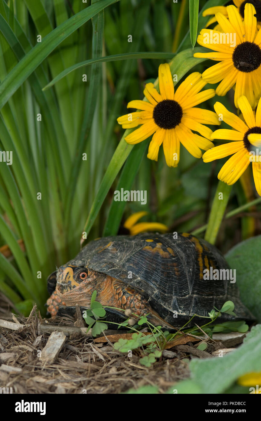 Eastern box turtle :: Terrapene carolina carolina .  Box turtles are listed as a threatened species, on CITES Appendix II. Collection for the pet trad Stock Photo