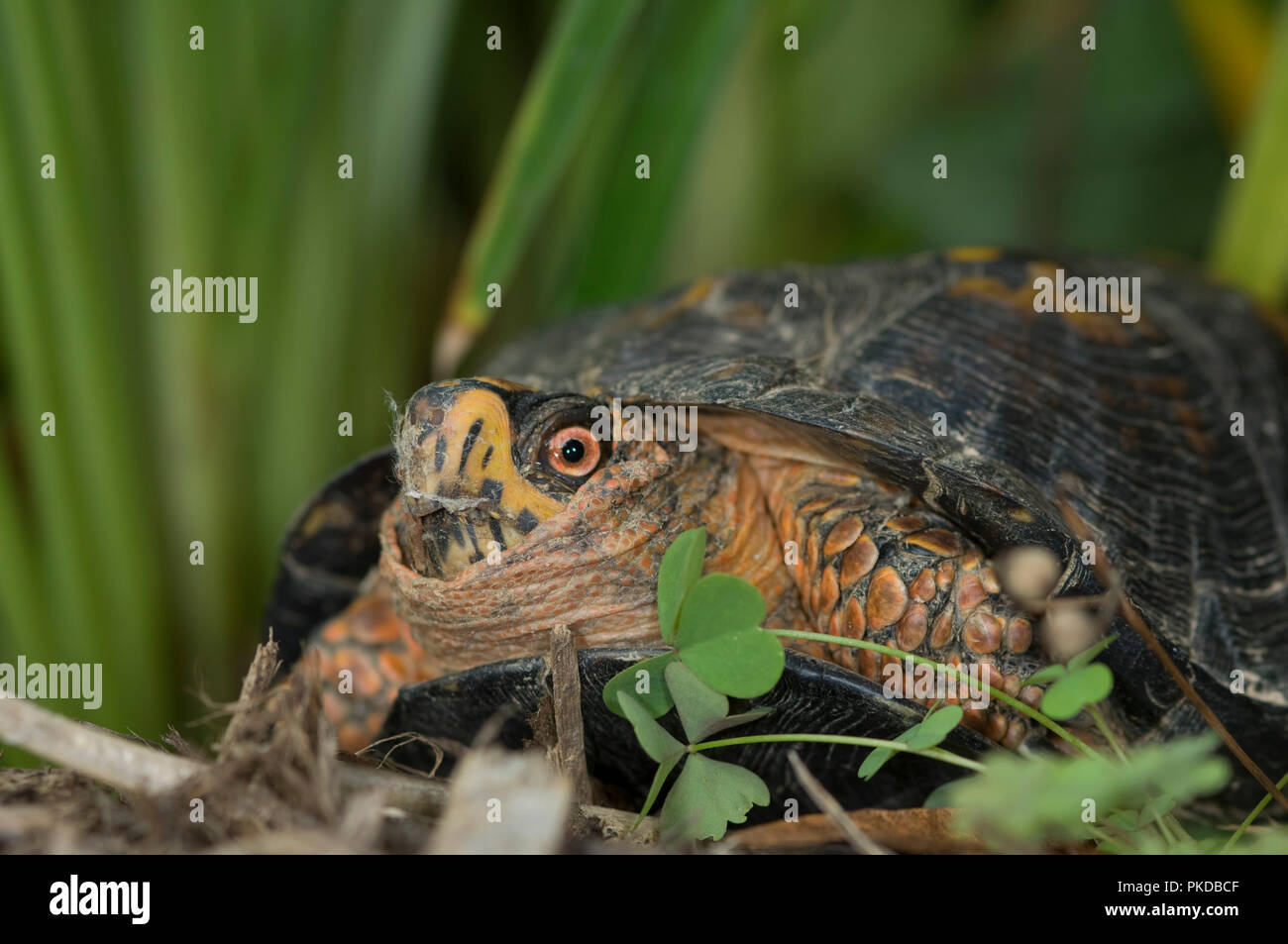 Eastern box turtle :: Terrapene carolina carolina .  Box turtles are listed as a threatened species, on CITES Appendix II. Collection for the pet trad Stock Photo