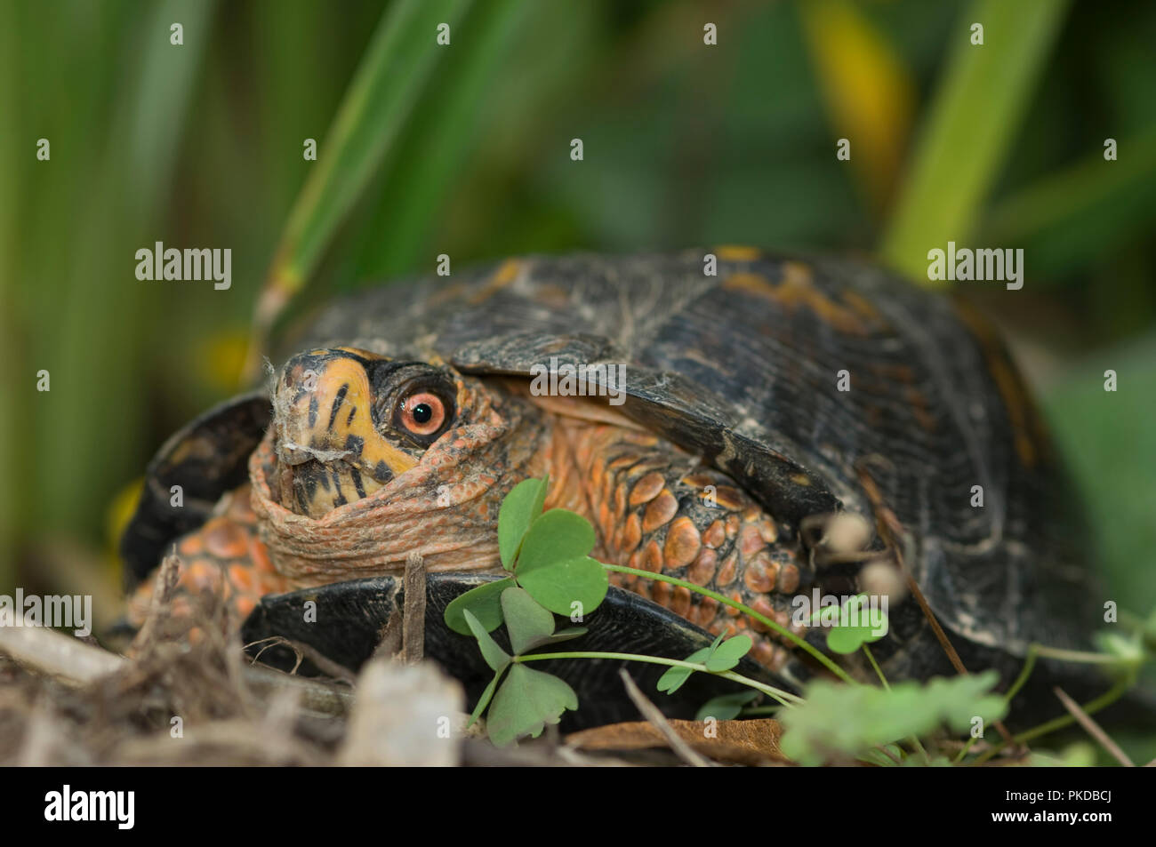 Eastern box turtle :: Terrapene carolina carolina .  Box turtles are listed as a threatened species, on CITES Appendix II. Collection for the pet trad Stock Photo