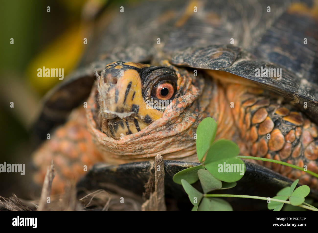 Eastern box turtle :: Terrapene carolina carolina .  Box turtles are listed as a threatened species, on CITES Appendix II. Collection for the pet trad Stock Photo