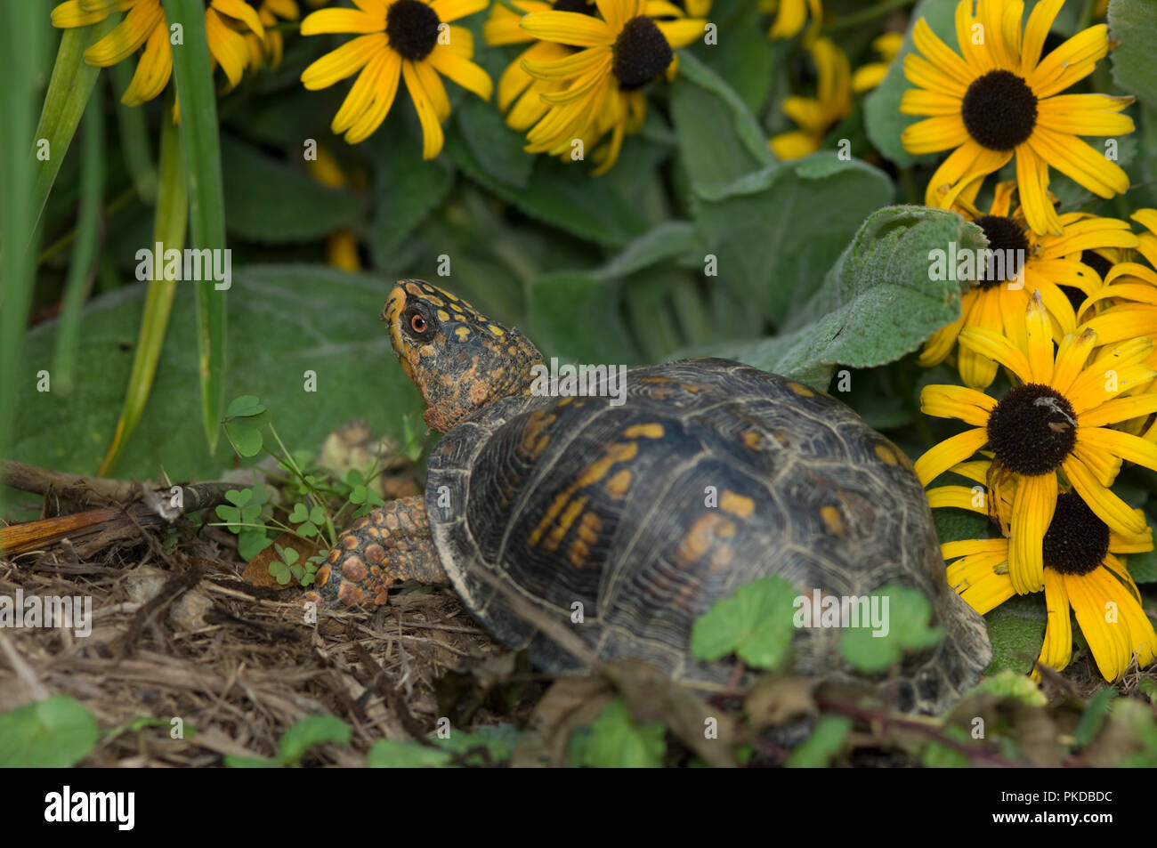 Eastern box turtle :: Terrapene carolina carolina .  Box turtles are listed as a threatened species, on CITES Appendix II. Collection for the pet trad Stock Photo