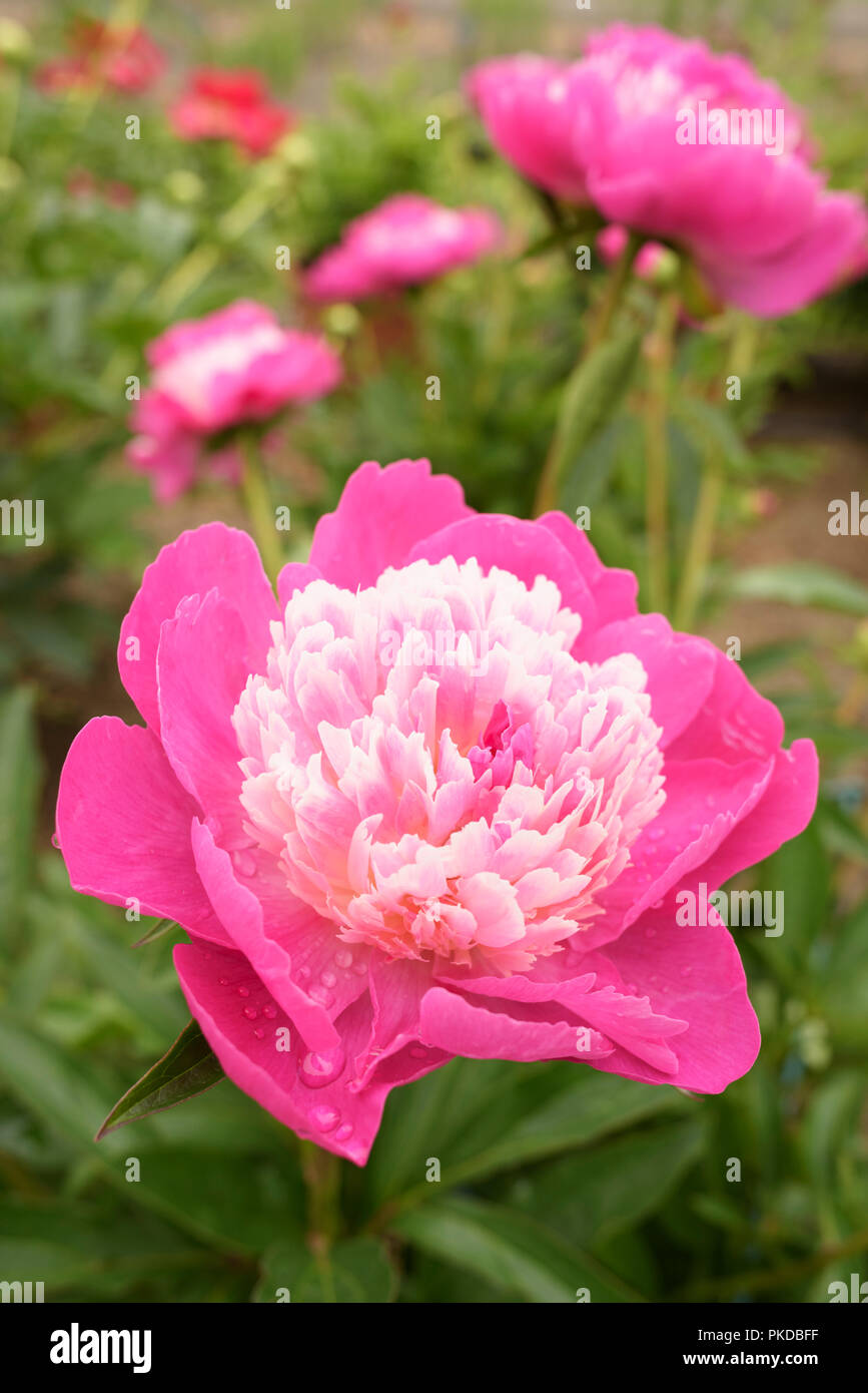 Close-up of Chinese Peony, Garden Peony 'Santa Fe', Paeonia lactiflora 'Santa Fe' flower Stock Photo