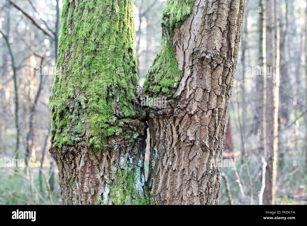 Kissing Trees In A Forest Stock Photo Alamy   Kissing Trees In A Forest PKDC1N 