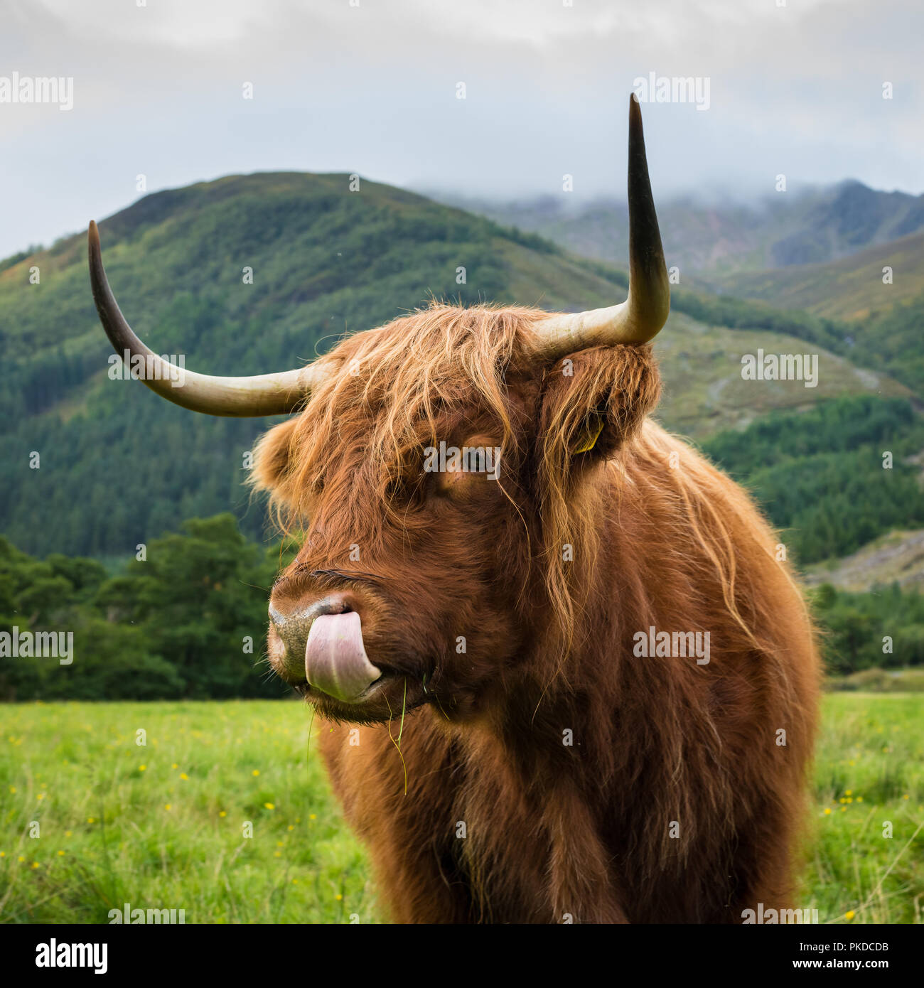 Scottish Highland cattle, Ben Nevis, Scottish Highlands, Scotland, UK Stock Photo