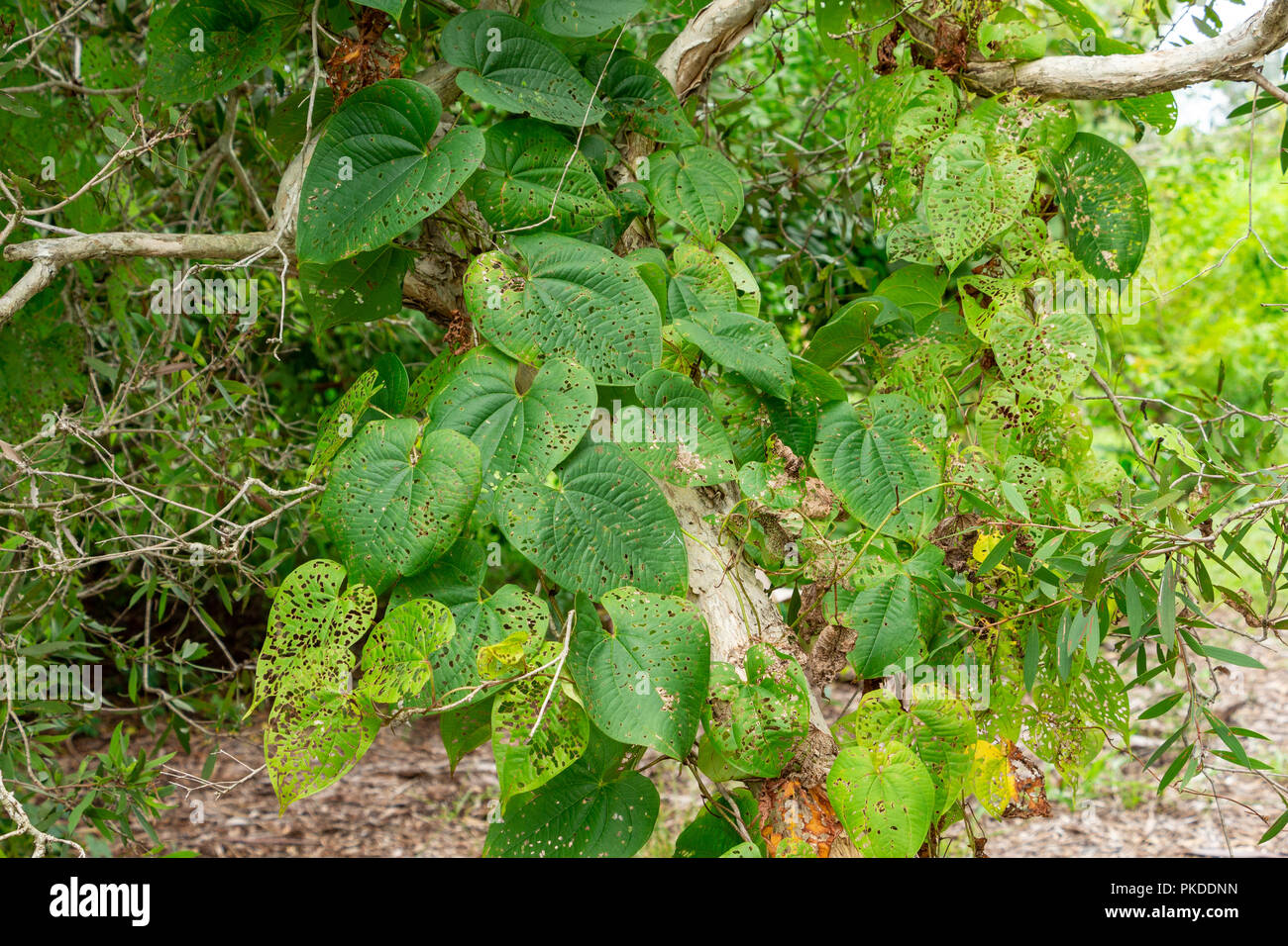 Air potato plant (Dioscorea bulbifera) with leaves eaten by air potato leaf beetle (Lilioceris cheni) released as biological control agent - Davie, Fl Stock Photo