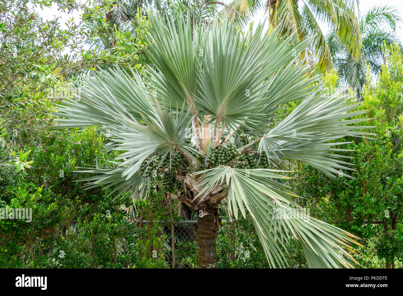 Bismark palm tree (Bismarckia nobilis) - Davie, Florida, USA Stock Photo