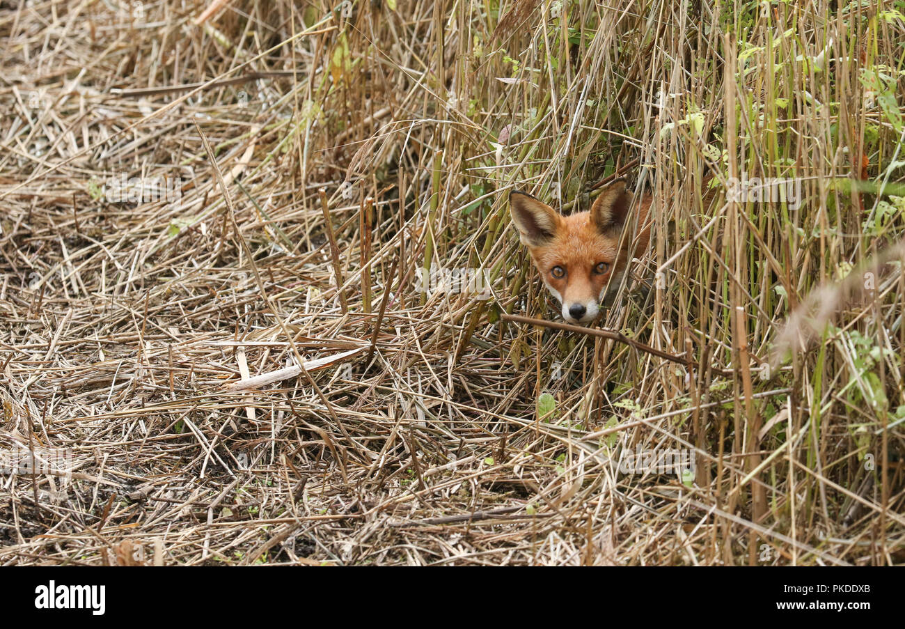 A beautiful Red Fox (Vulpes vulpes) poking its head out of the reed bed ...
