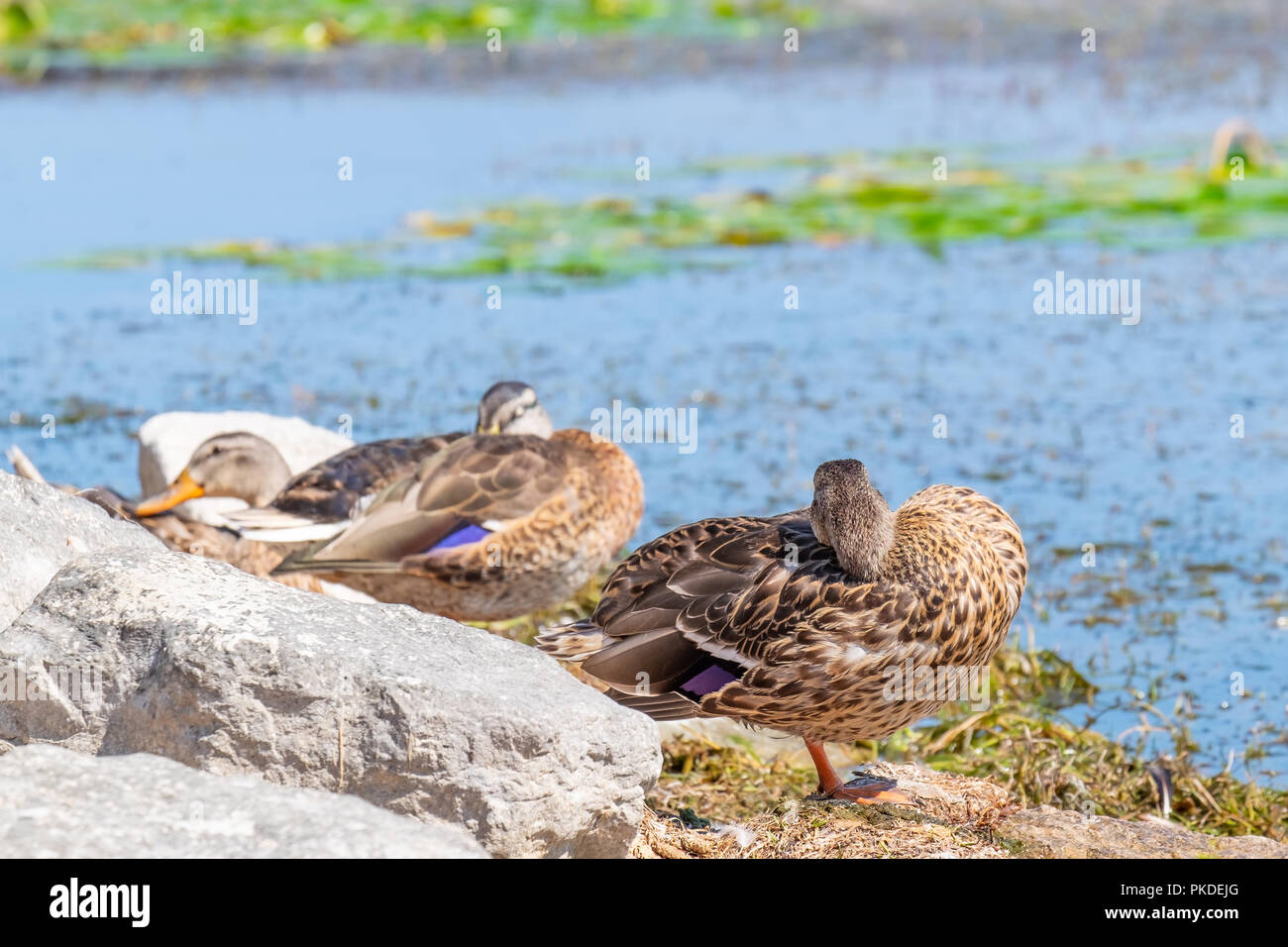Three mallards (Anas Platyrhyncos) appear to be resting in the sun on the shore of Lake Couchiching in Orillia Ontario. Stock Photo