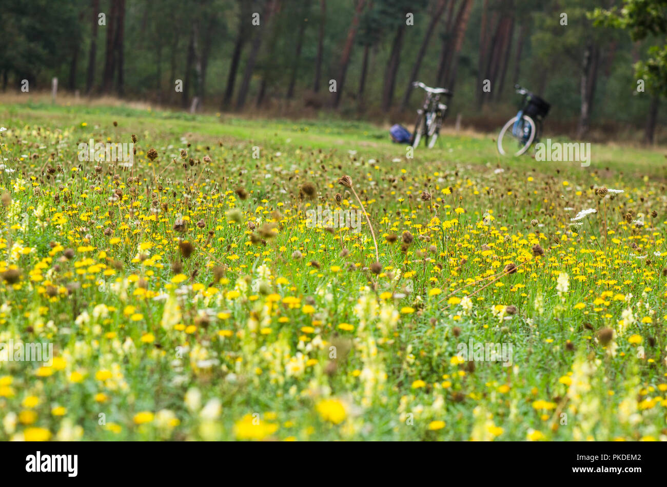 Two bicycles parked in meadow with wildflowers, shallow depth of focus Stock Photo