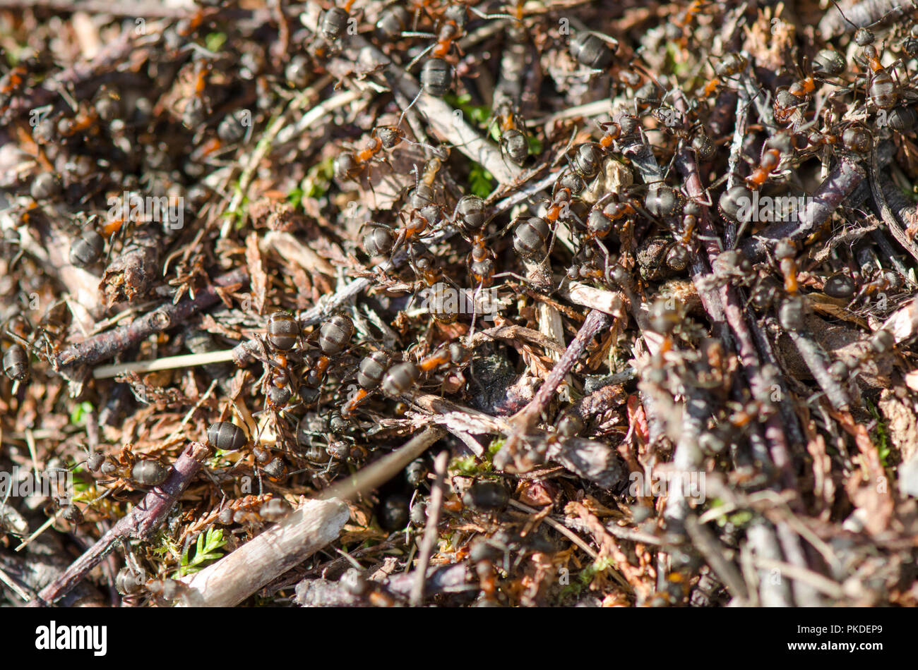 Ants in red ants nest. Netherlands. Stock Photo