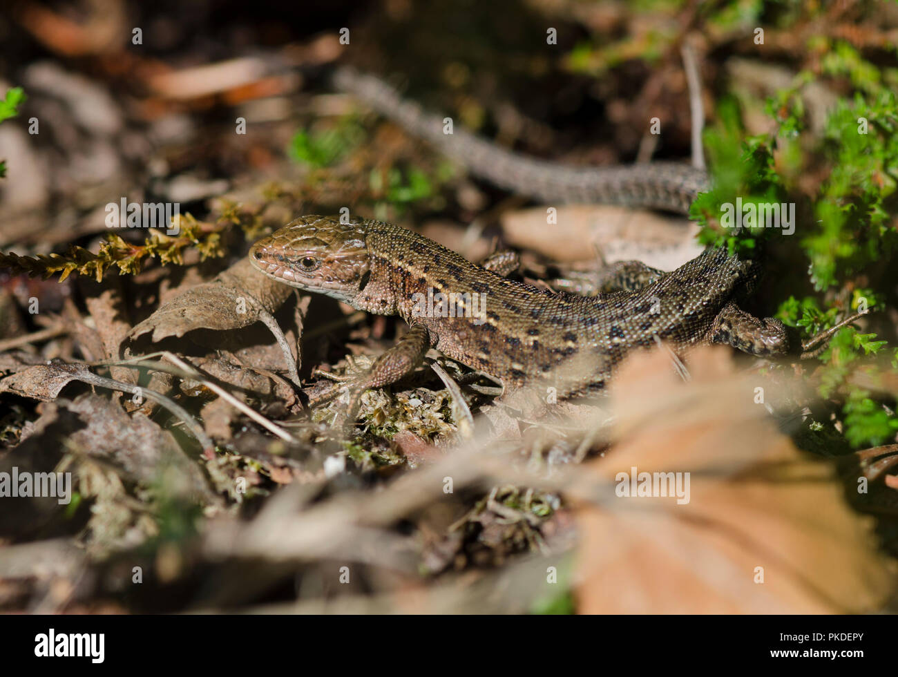 Viviparous lizard or common lizard, Zootoca vivipara, Limburg, Netherlands. Stock Photo