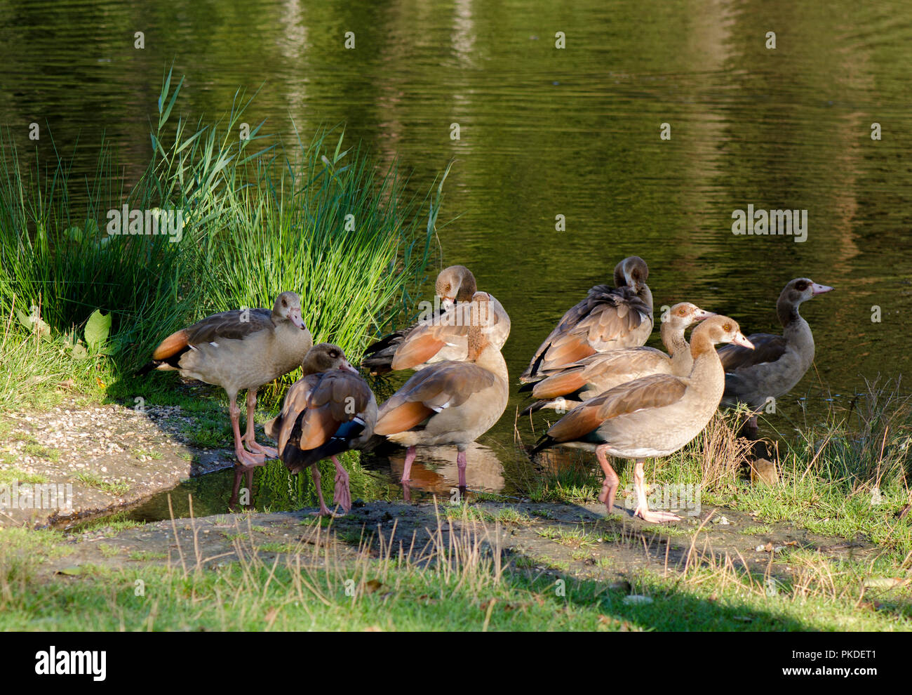 Family of Egyptian goose (Alopochen aegyptiaca), with some juveniles, introduced bird species, near fishing pond, Limburg, Netherlands. Stock Photo