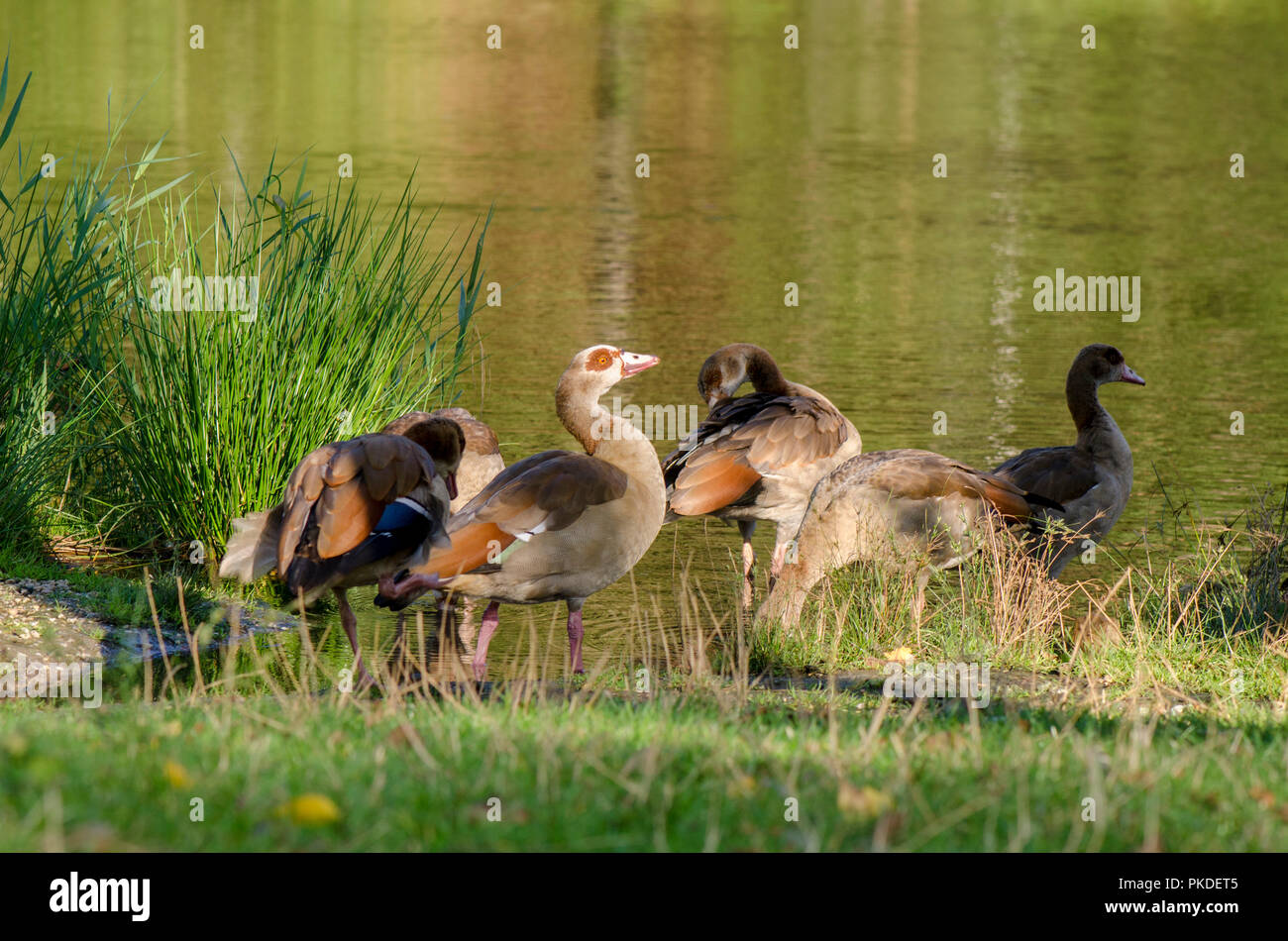 Family of Egyptian goose (Alopochen aegyptiaca), with some juveniles, introduced bird species, near fishing pond, Limburg, Netherlands. Stock Photo