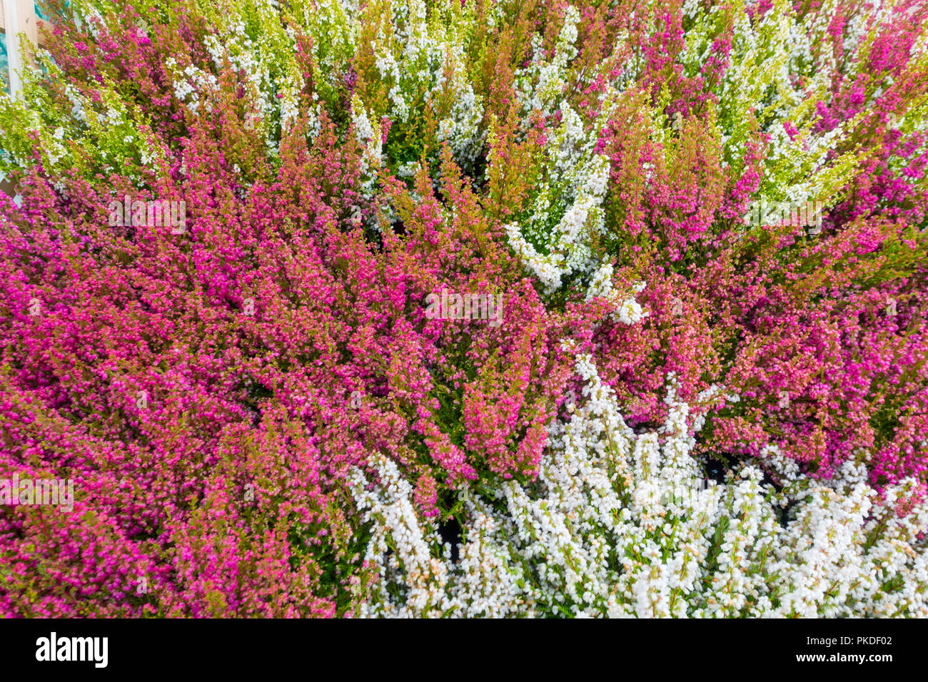 Mass of purple and white heather plants without labels in a garden centre Stock Photo