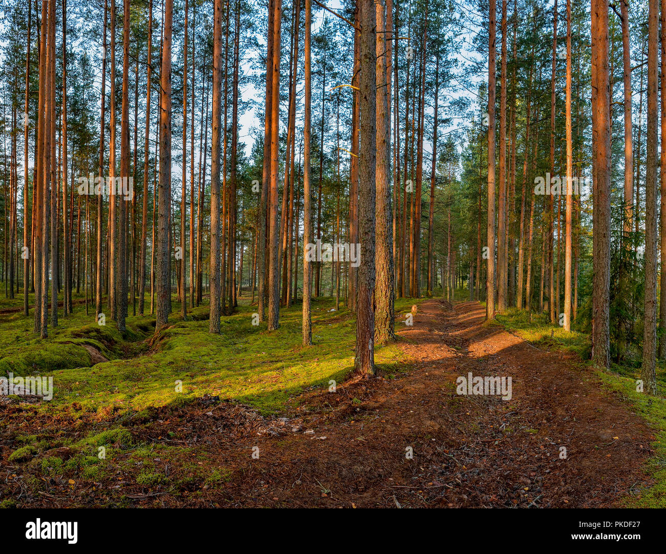 Pine forest early autumn morning. Leningrad region, Kirovsky district. Stock Photo
