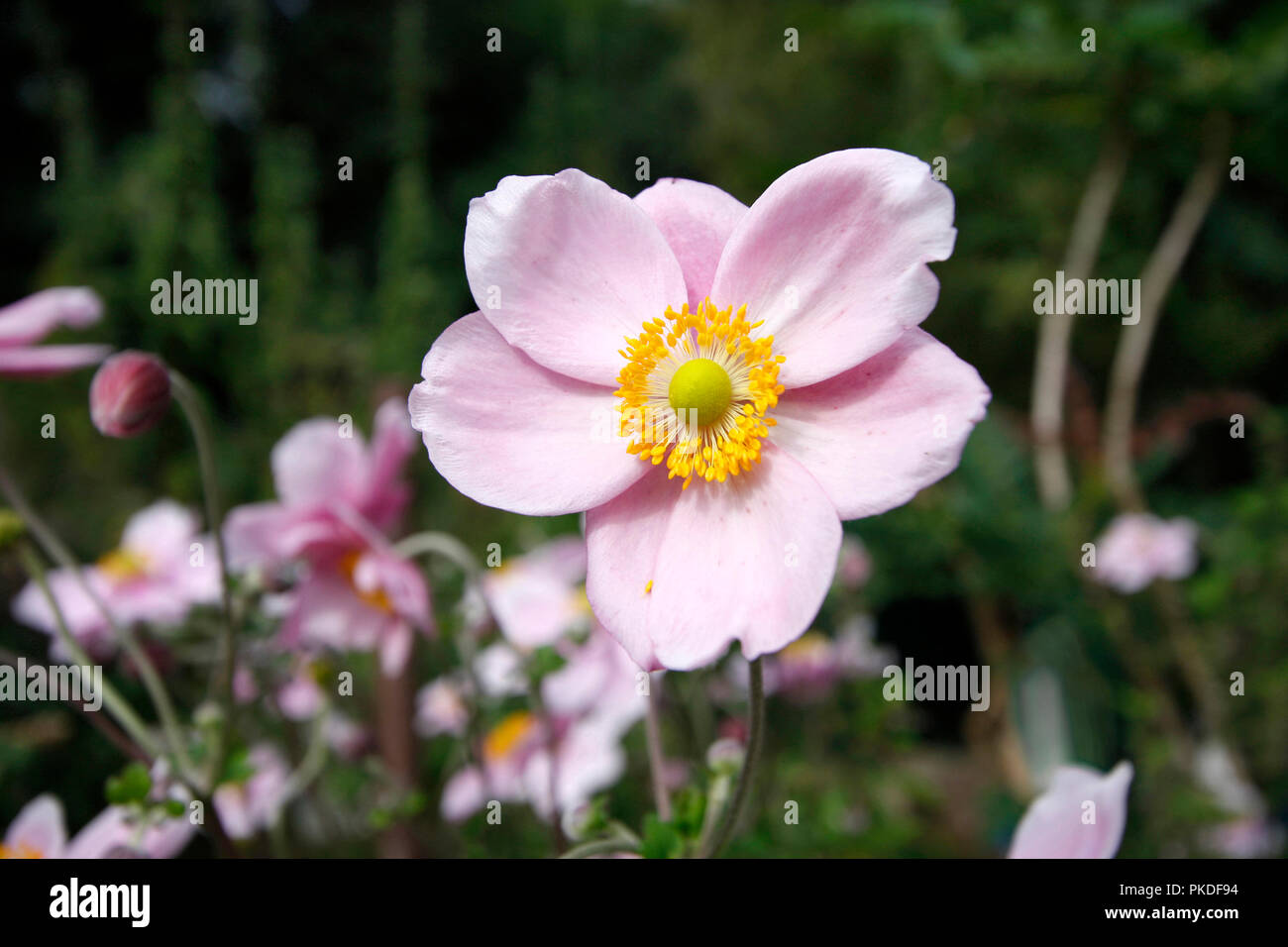 Close up of a colourful pink Japanese anemone flower close up with yellow stamen and green carpel Stock Photo