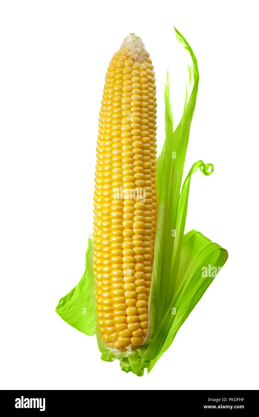 Single ear of Corn isolated on a white background Stock Photo
