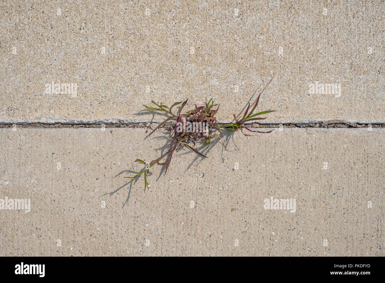 Grass/vegetation growing between two concrete pavement slabs Stock Photo