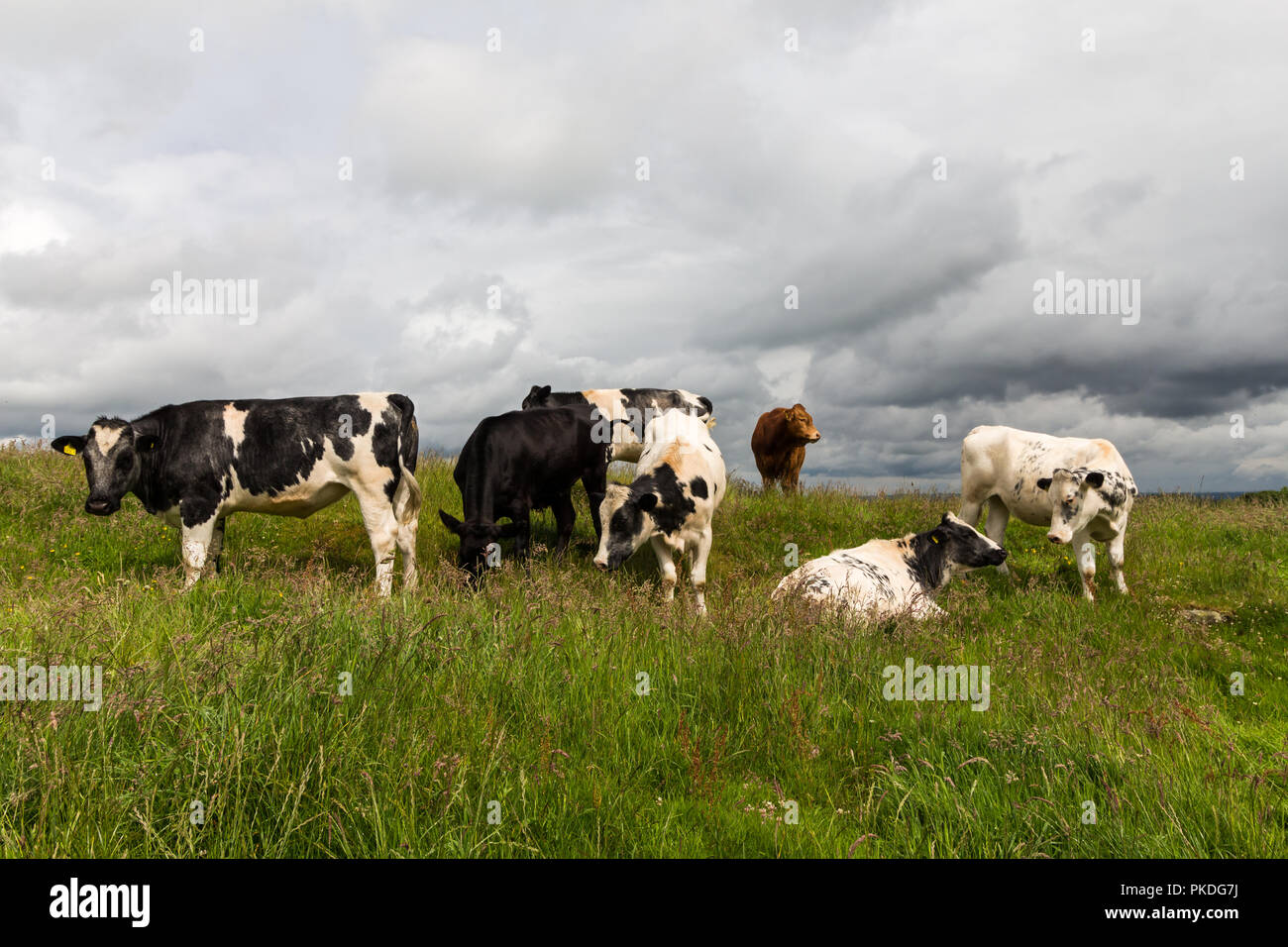 Cattle sitting on grass hi-res stock photography and images - Alamy