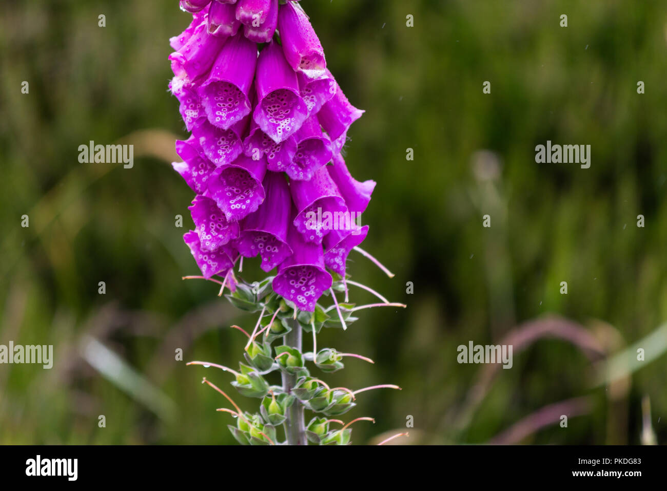 Digitalis, commonly known as Foxglove, in close up in rain Stock Photo Alamy