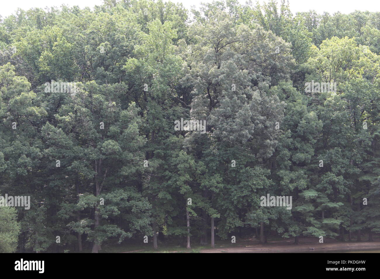 Close up green plants trees hi-res stock photography and images - Alamy